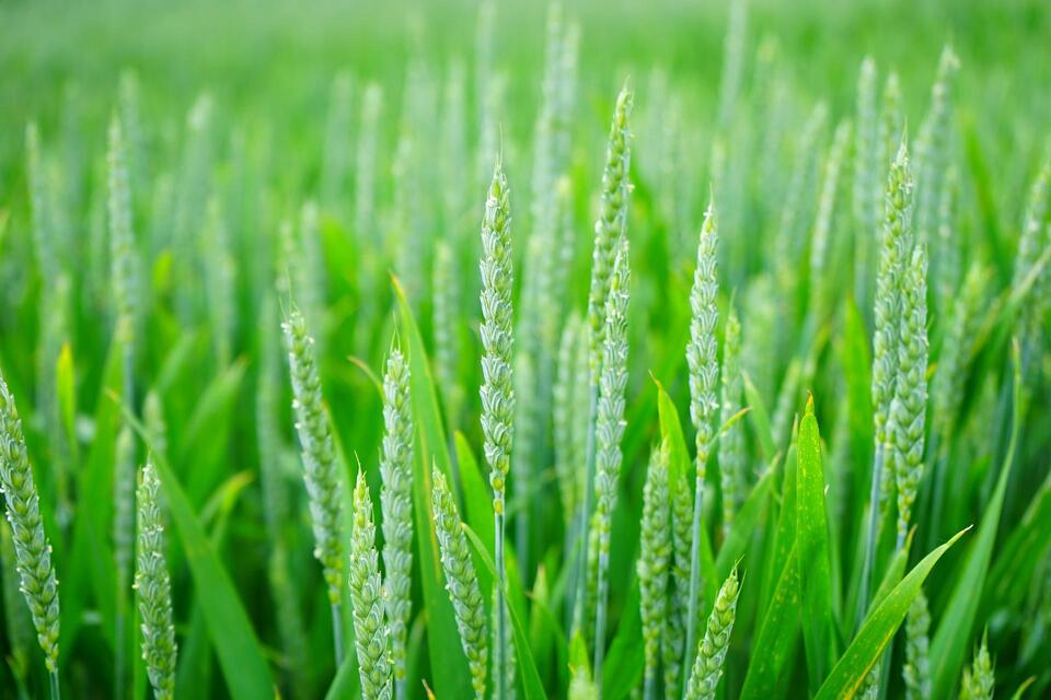 Пшеница - Фазы роста