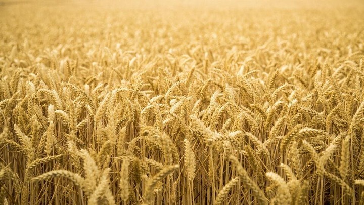 Пшеница - Виды, сорта и характеристики пшеницы