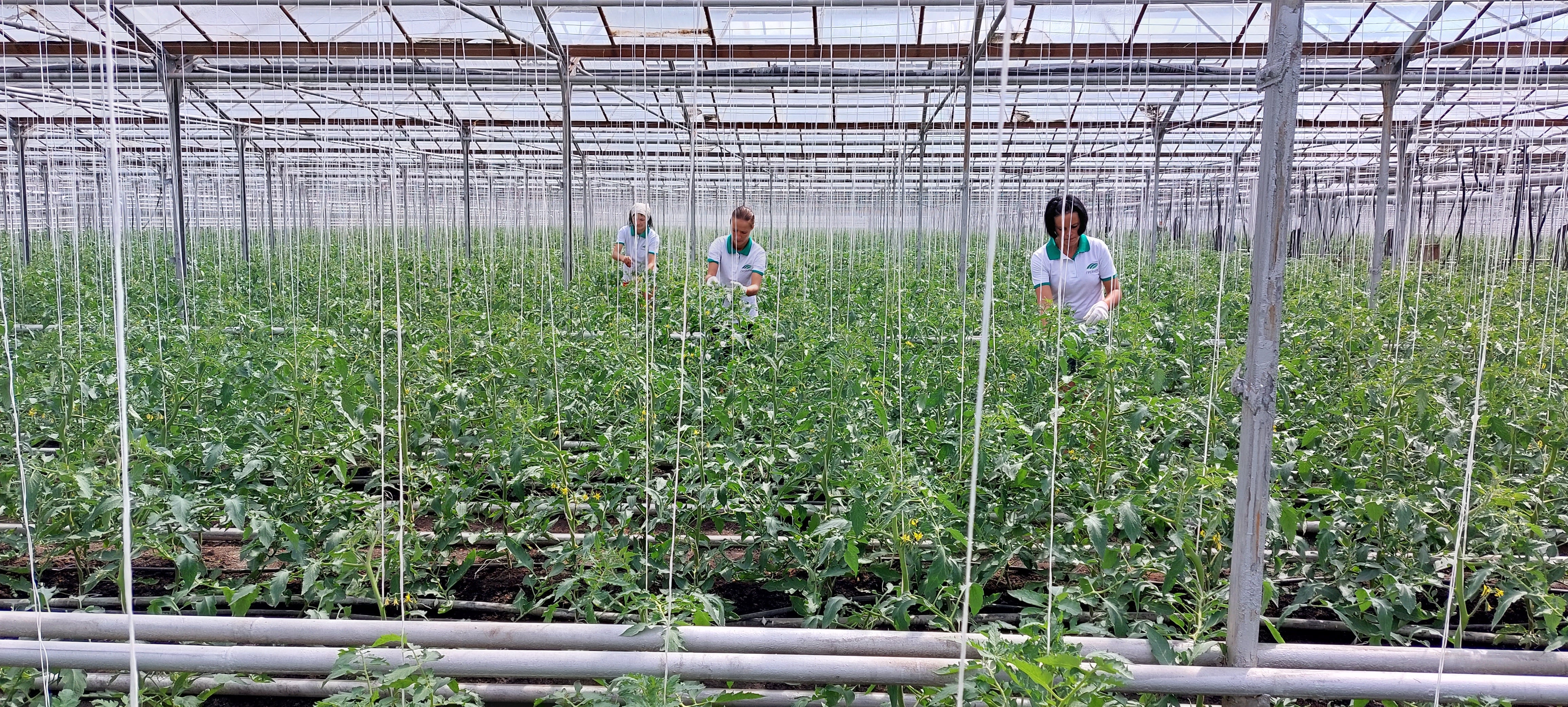 Grainrus Agro acquired greenhouse comples for vegetable growing Grainrus Agro acquired greenhouse comples for vegetable growing