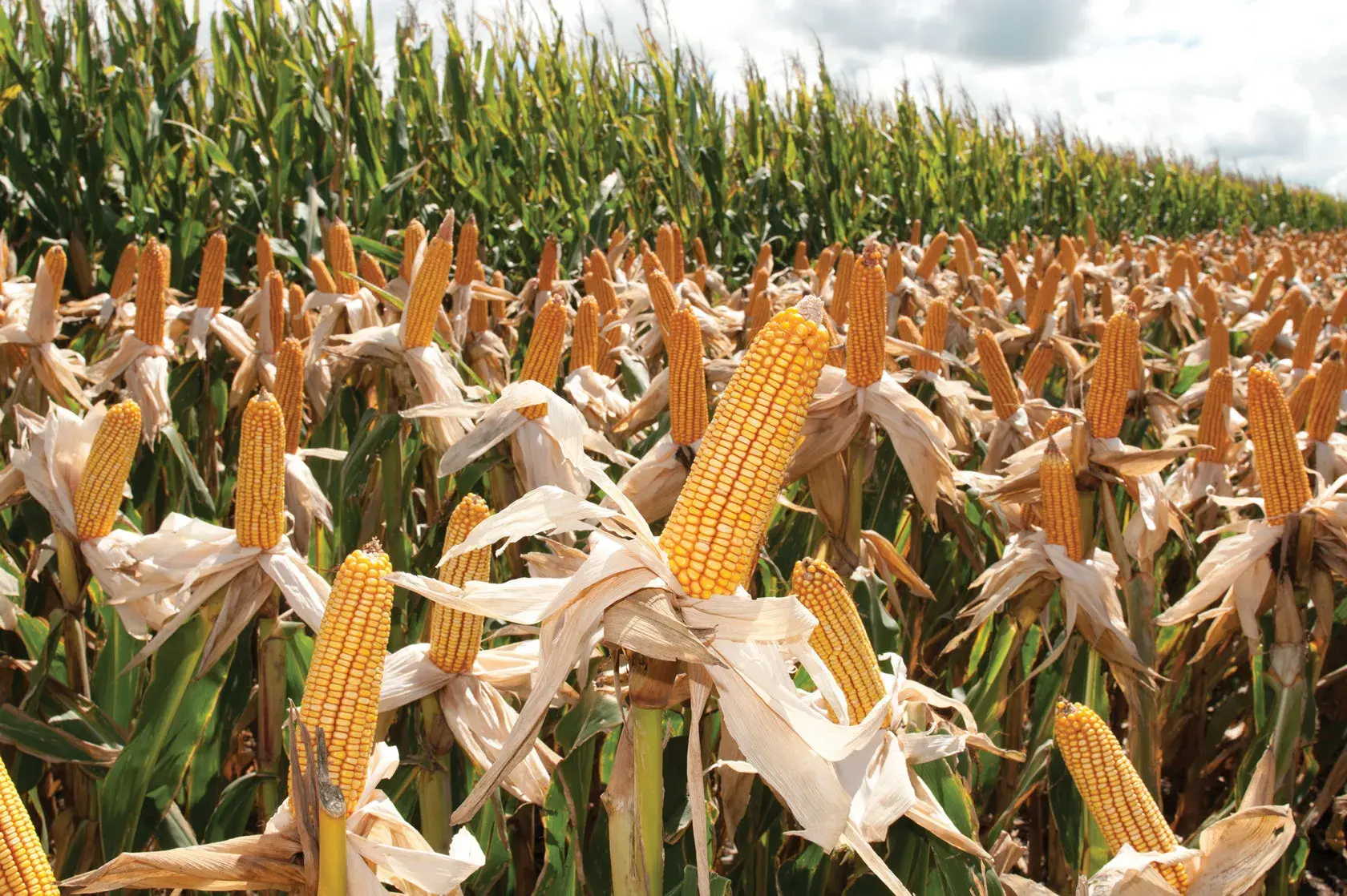 Кукуруза от производителя: актуальные тренды и перспективы российского рынка в 2025 году Кукуруза от производителя: актуальные тренды и перспективы российского рынка в 2025 году