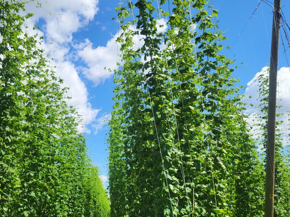 Хмелеводческий комплекс на Кубани