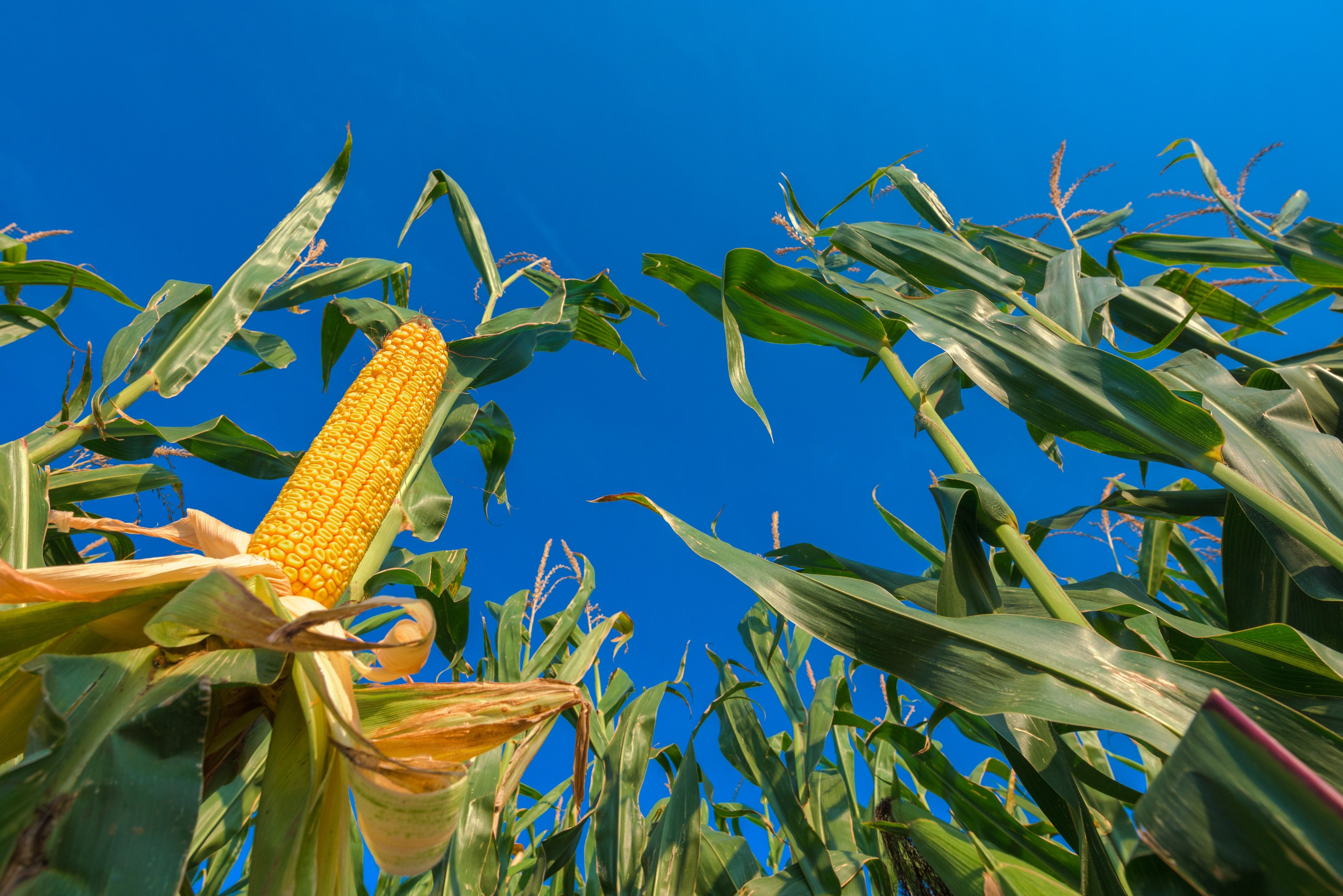 Corn Growing Corn Growing
