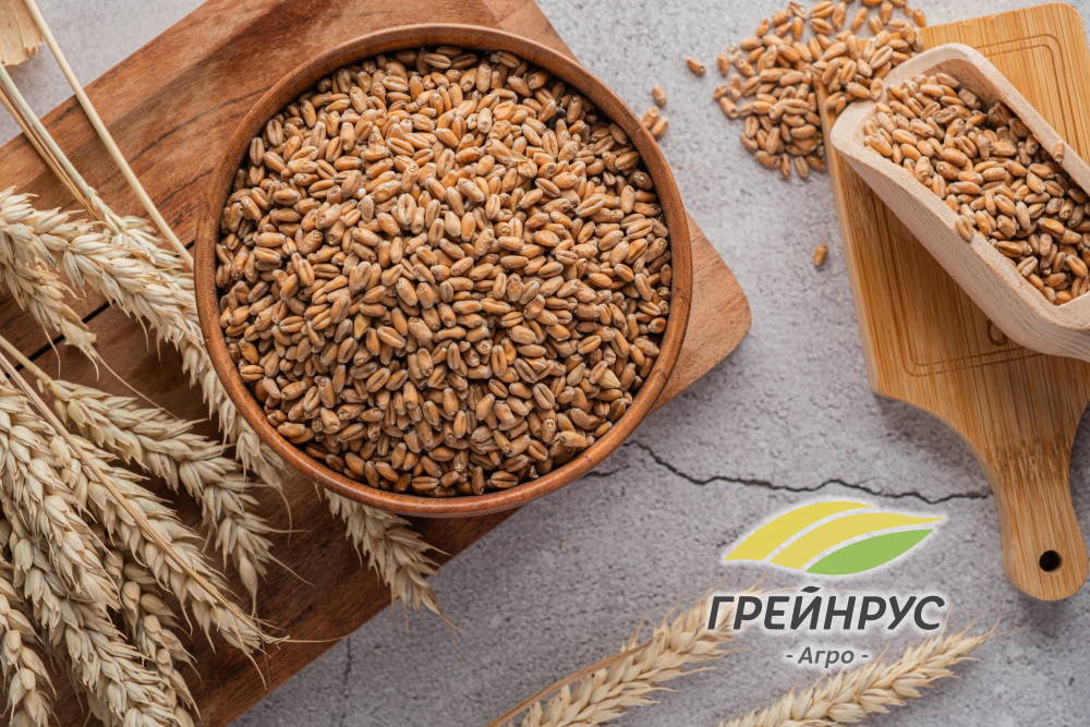 Классы пшеницы: какой выбрать для производства