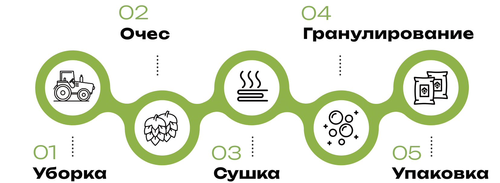 Как выращивается хмель - годовой цикл