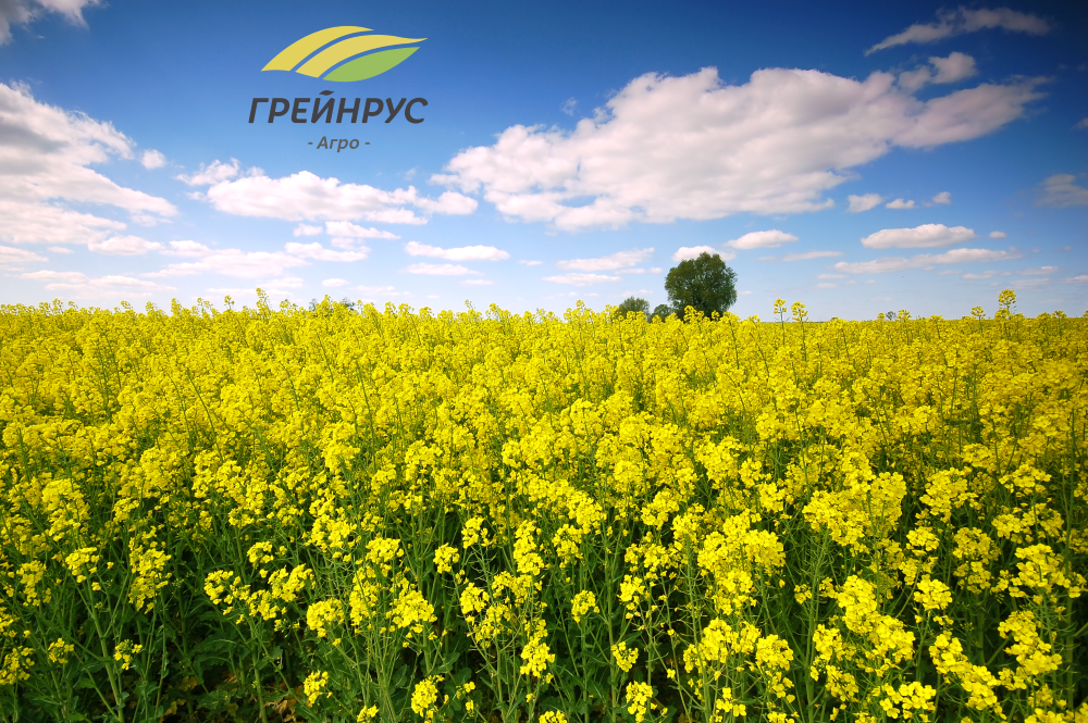 Масличные культуры в России