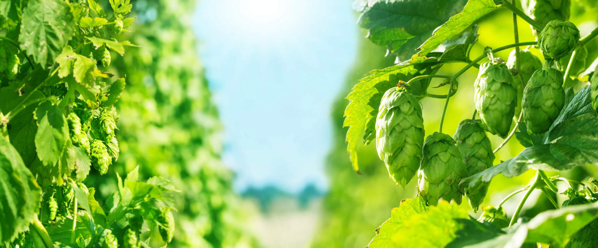 Хмель пивоваренный: секреты выбора и использования в современном пивоварении Хмель пивоваренный: секреты выбора и использования в современном пивоварении