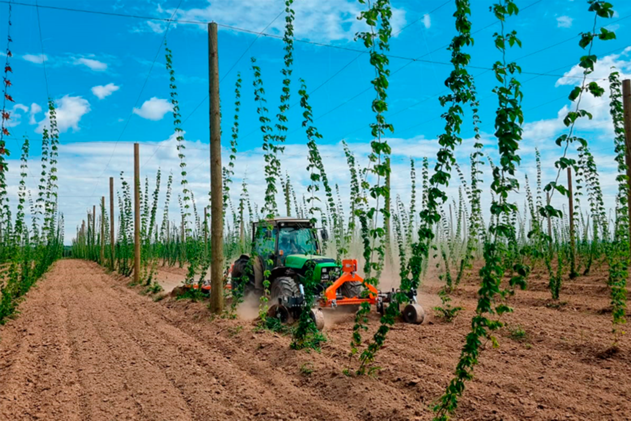 Хмелеводческий проект на Кубани Хмелеводческий проект на Кубани
