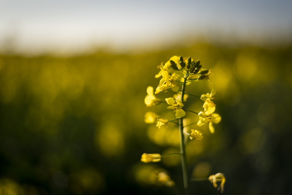 Rapeseed Varieties and Hybrids: An Overview