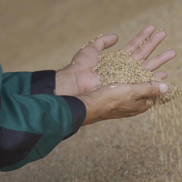 Wheat Wheat