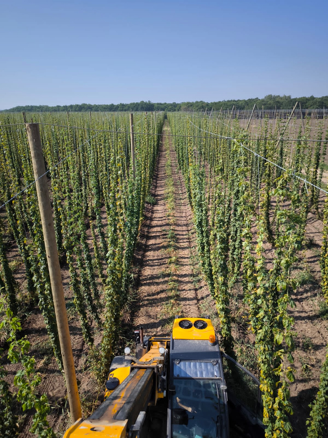 Репортаж с полей: хмельники Грейнрус в Краснодарском крае