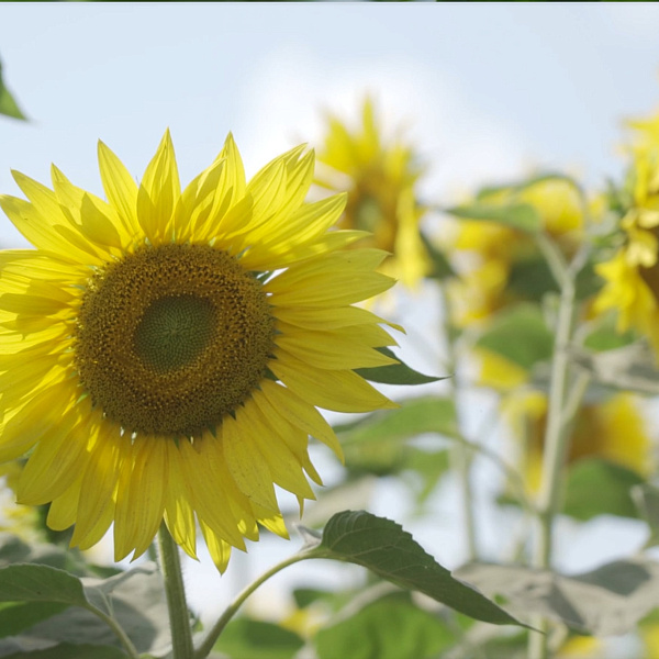 Sunflower Sunflower