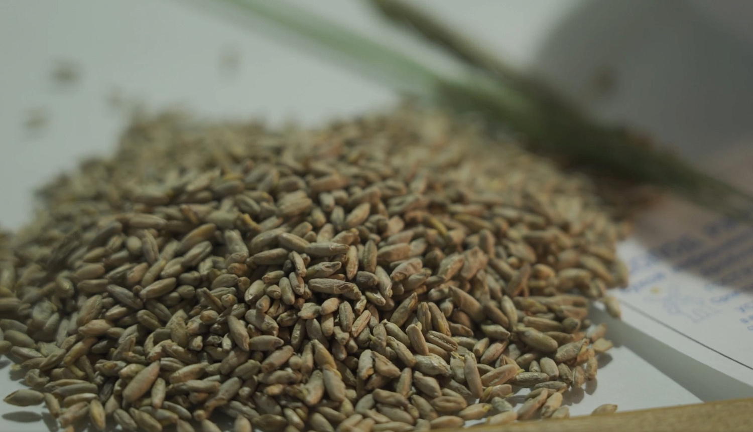 Производство ржаного солода