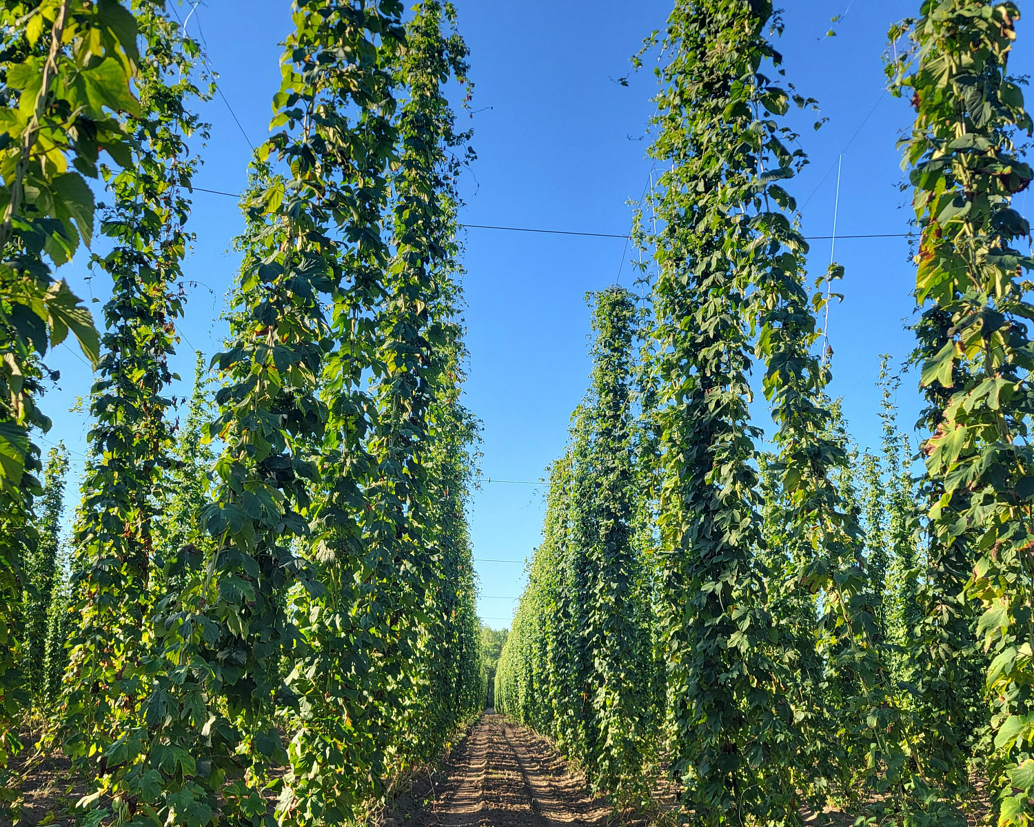 Хмелеводческий проект на Кубани Хмелеводческий проект на Кубани