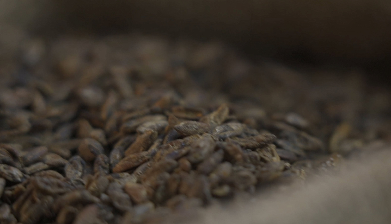 Производство ржаного солода