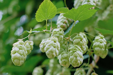 Hop import