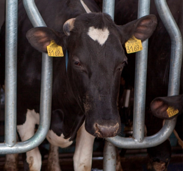 Грейнрус Агро Грейнрус Агро