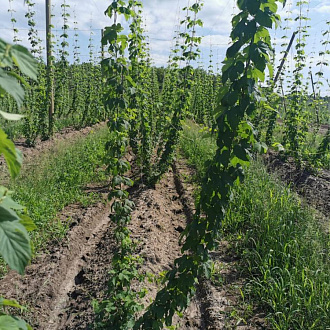 Хмелеводческий комплекс на Кубани Хмелеводческий комплекс на Кубани