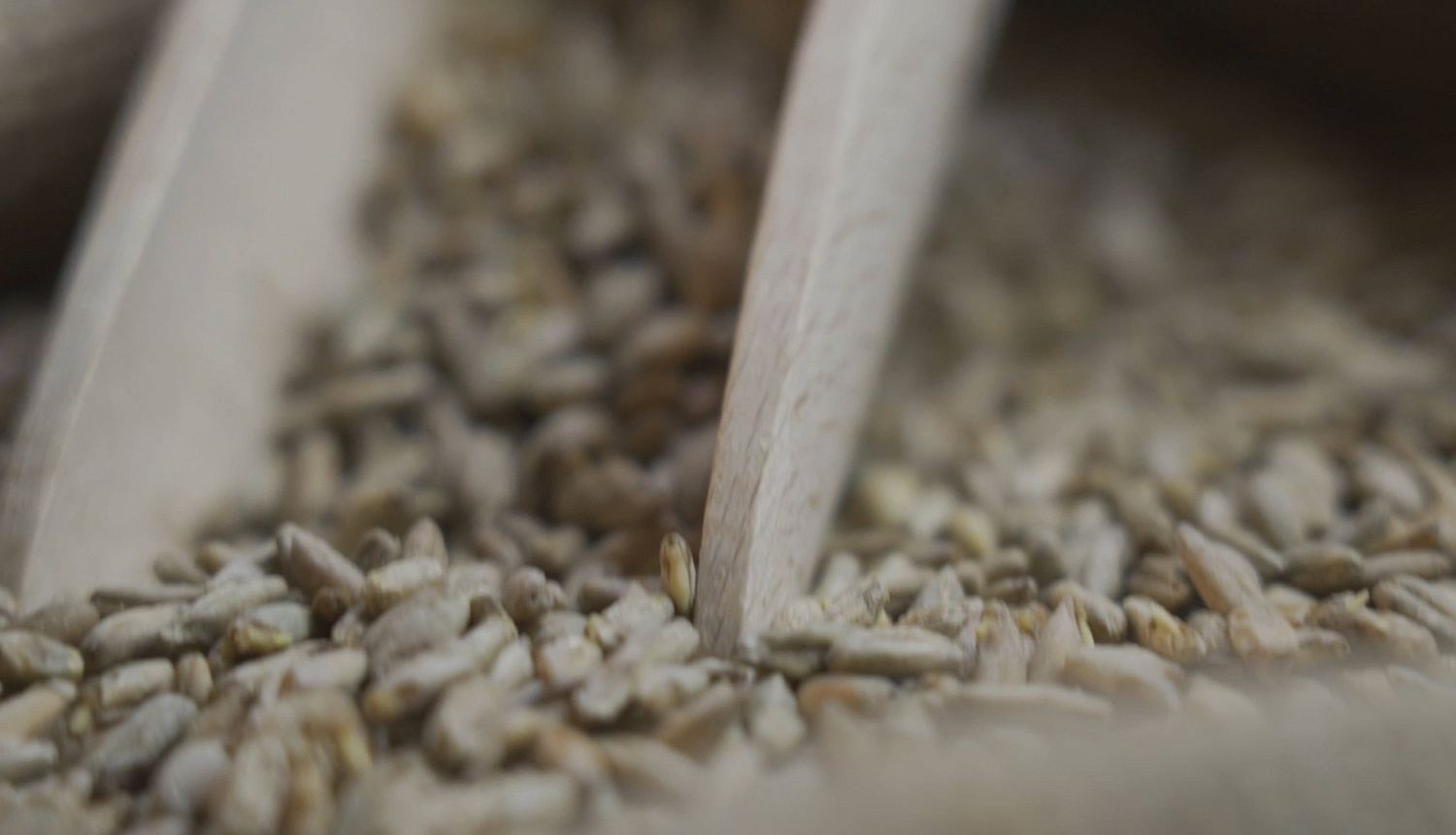 Производство ржаного солода