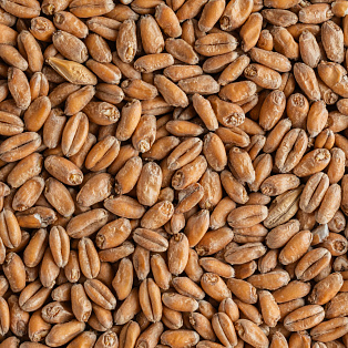 Солод Пшеничный Солод Пшеничный