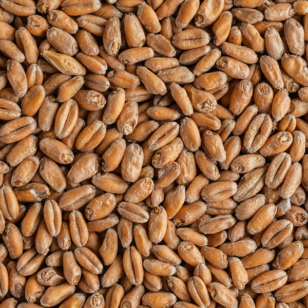 Wheat malt Wheat malt