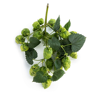 Hop Mandarina Bavaria