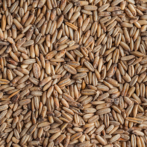 Oat malt