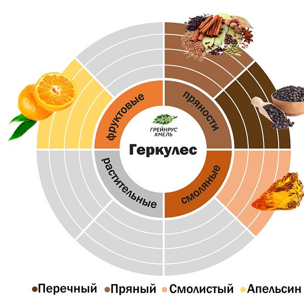 Хмель Геркулес