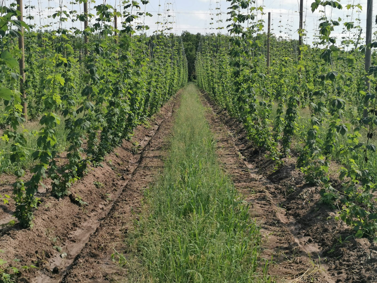 Hop-growing project in the Kuban