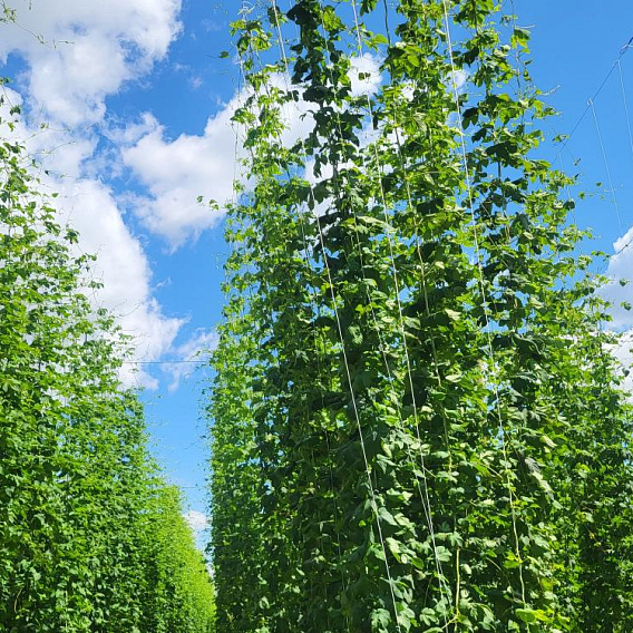 Хмелеводческий комплекс на Кубани