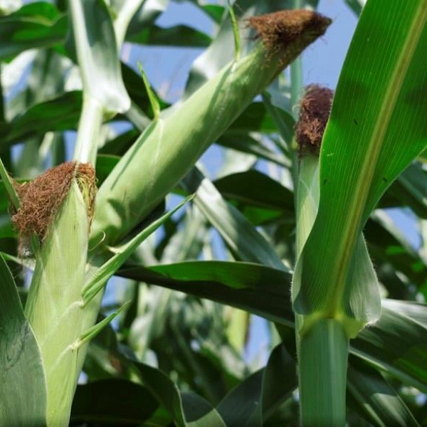 Кукуруза Кукуруза