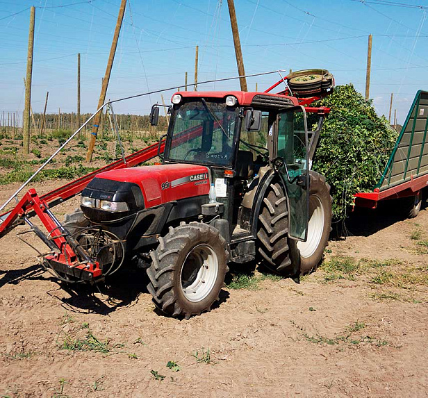 Грейнрус Хмель