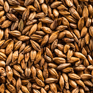 Pilsner PREMIUM malt