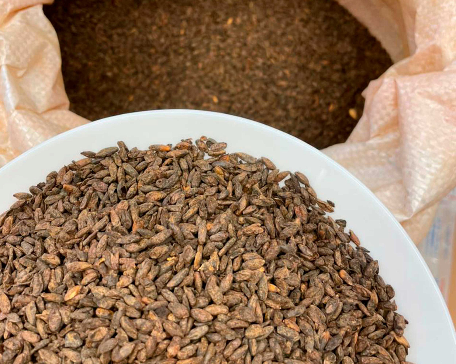 Production of rye malt Production of rye malt