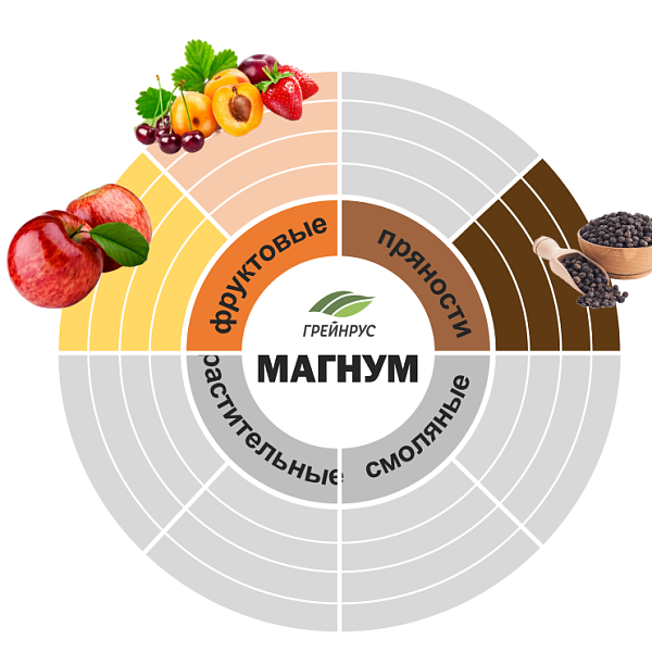 Хмель Магнум