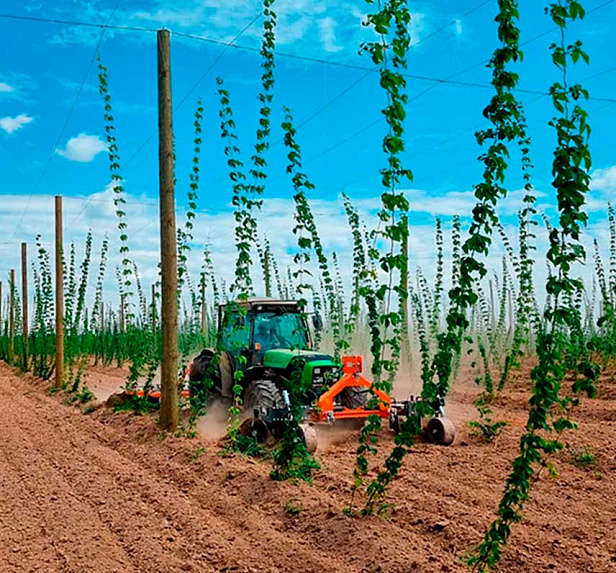 Грейнрус Хмель