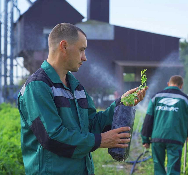 Грейнрус Хмель