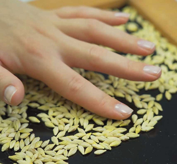 Грейнрус - Курский солод