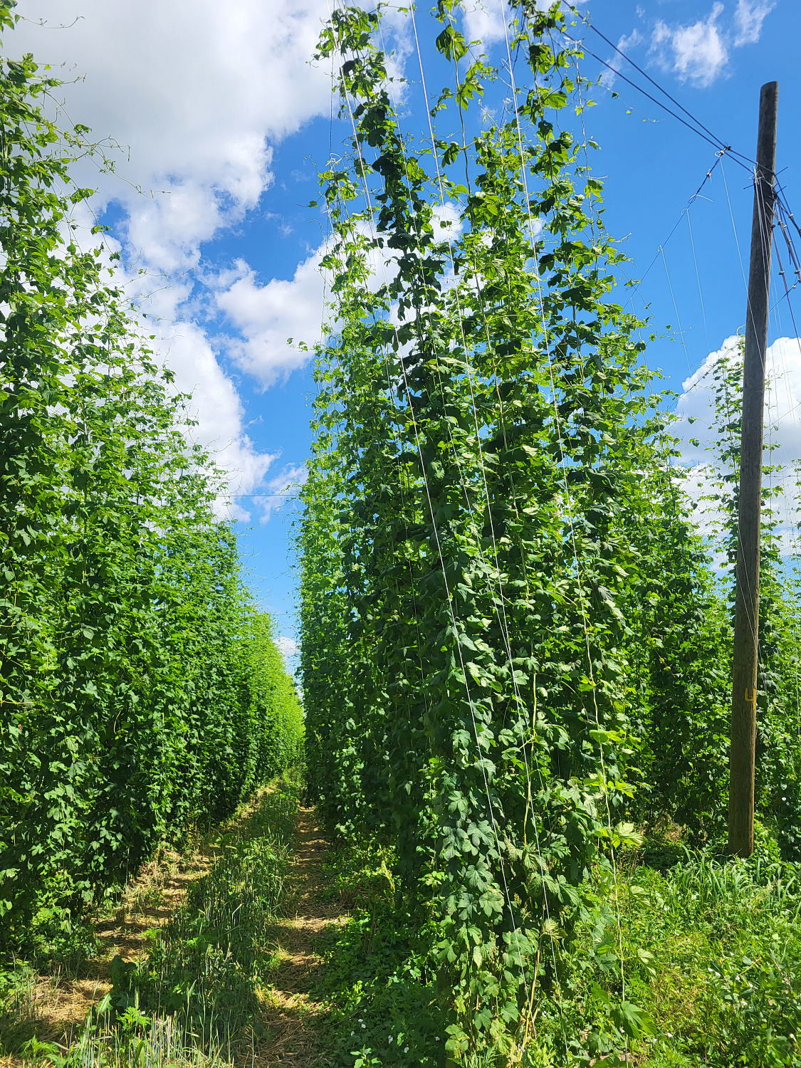 Репортаж с полей: хмельники Грейнрус в Краснодарском крае