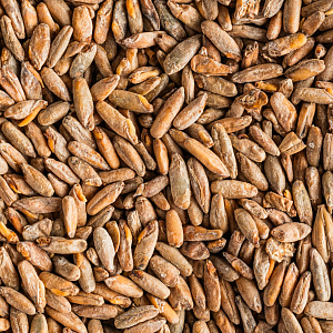 Rye unfermented malt