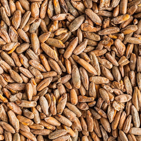 Rye unfermented malt Rye unfermented malt