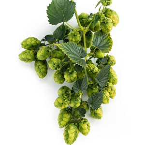 Хмель Перле