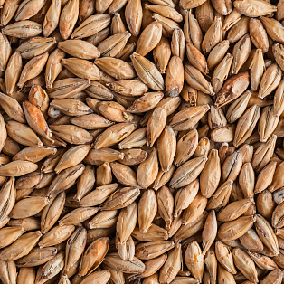 Pale ale malt Pale ale malt