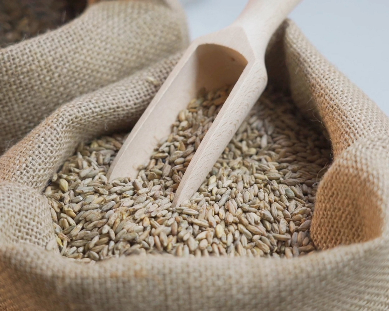 Production of rye malt Production of rye malt