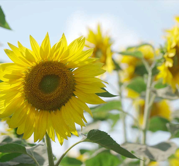 Грейнрус Агро Грейнрус Агро