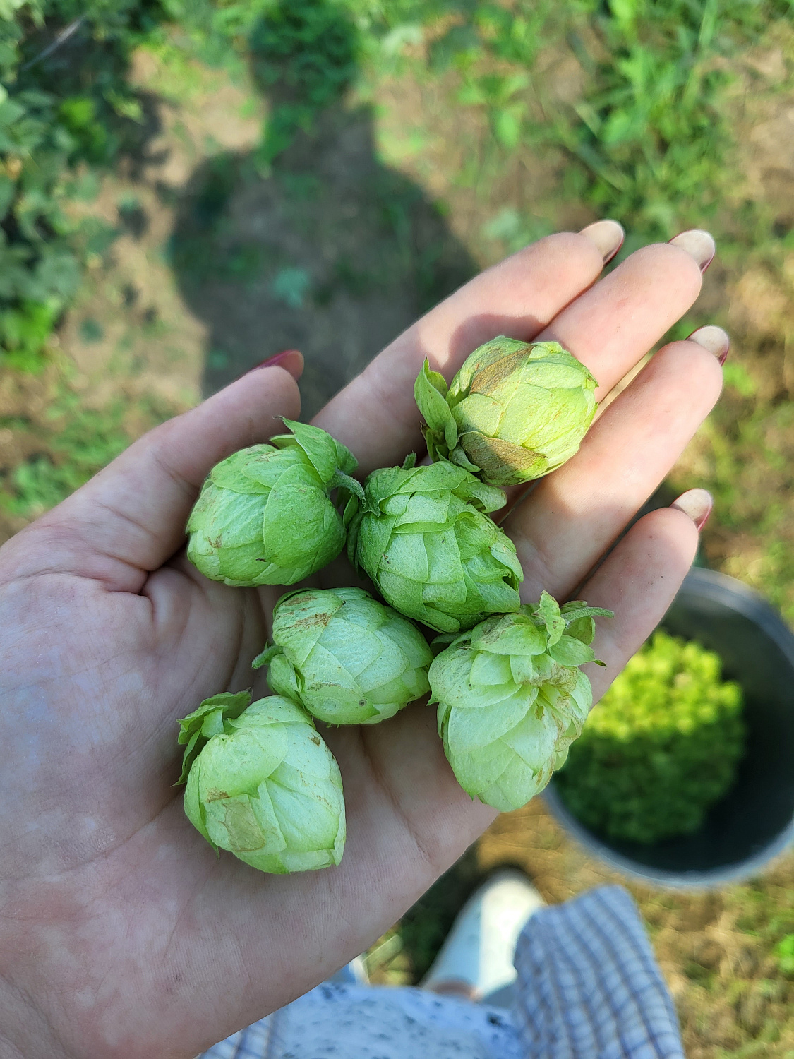 Репортаж с полей: хмельники Грейнрус в Краснодарском крае