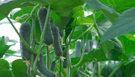 Raw material for beverages Raw material for beverages