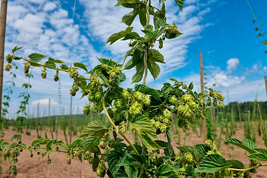 Хмелеводческий проект на Кубани Хмелеводческий проект на Кубани
