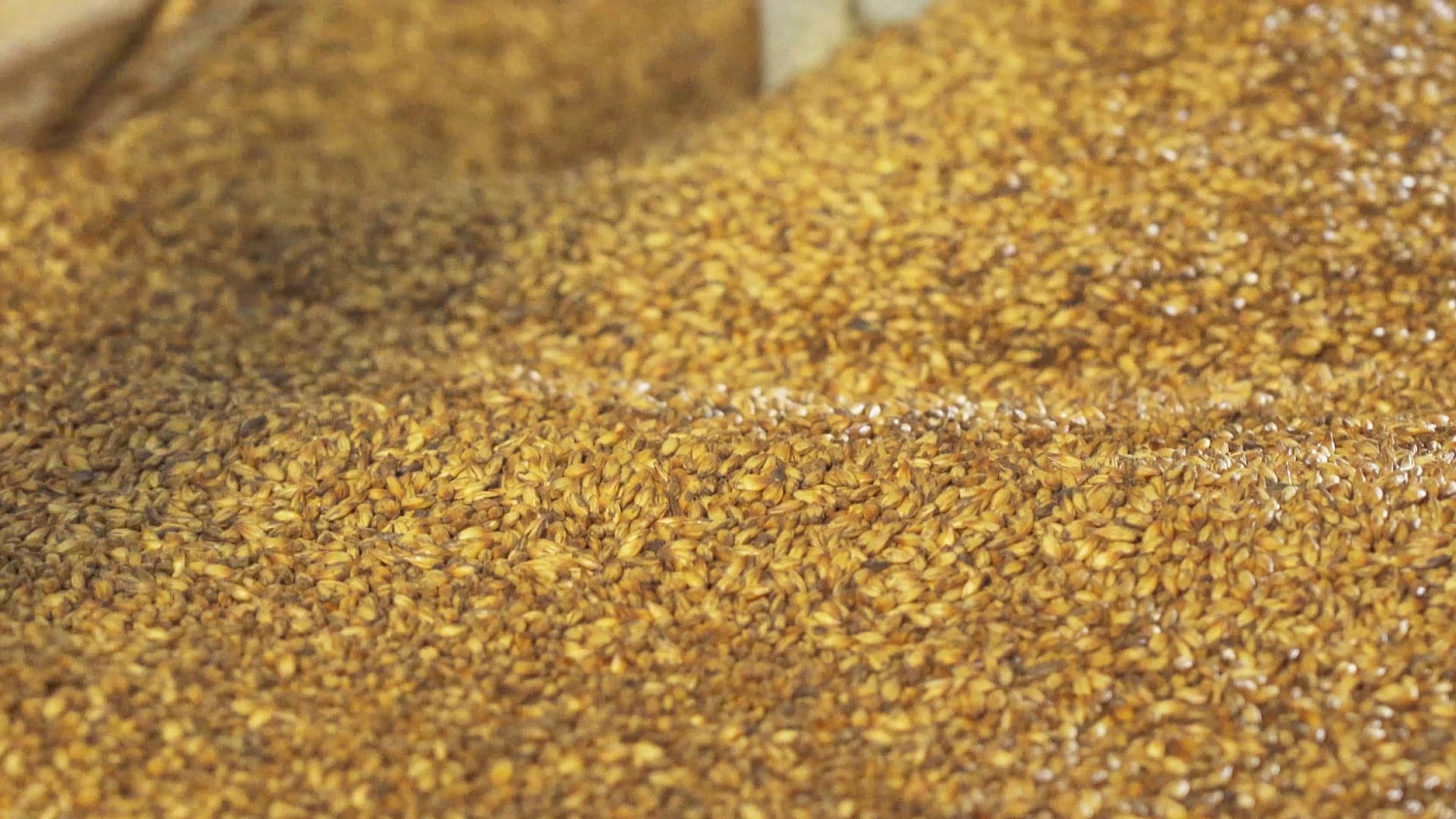 Malt production