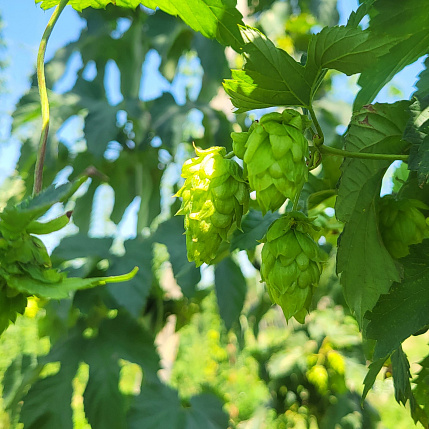 Hop growing