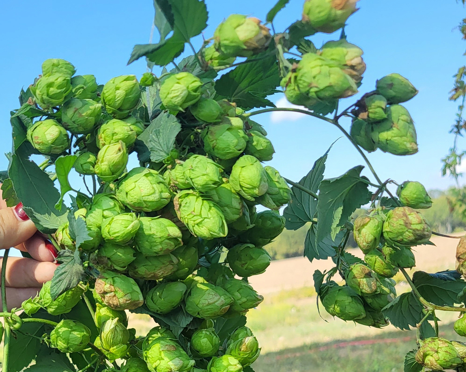 Хмелеводческий проект на Кубани Хмелеводческий проект на Кубани